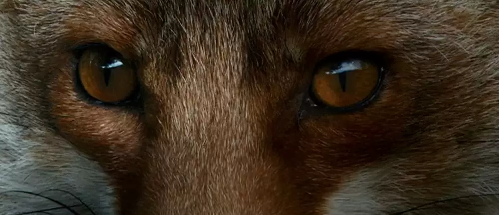 きつねと私の12か月の画像