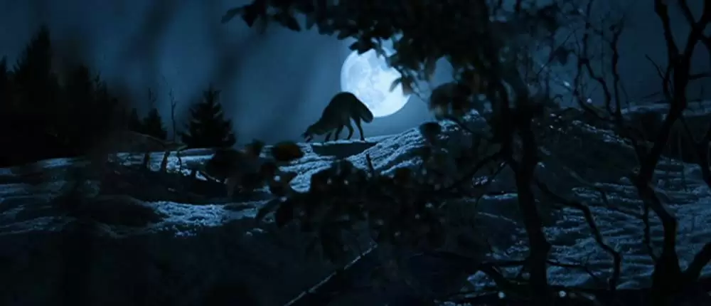 きつねと私の12か月の画像