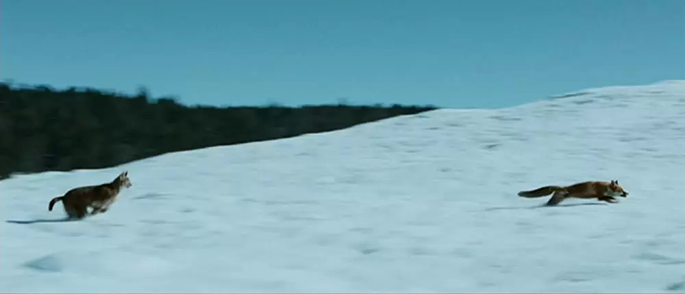 きつねと私の12か月の画像