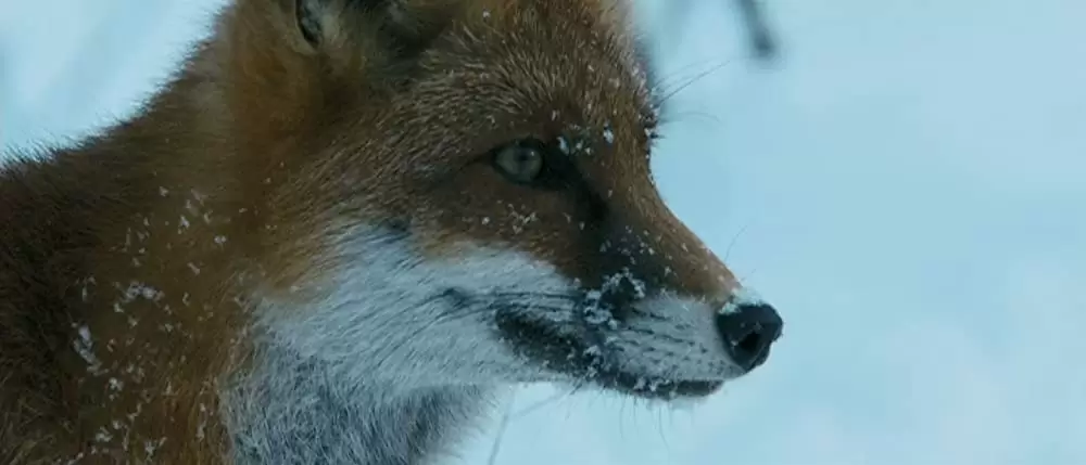 きつねと私の12か月の画像