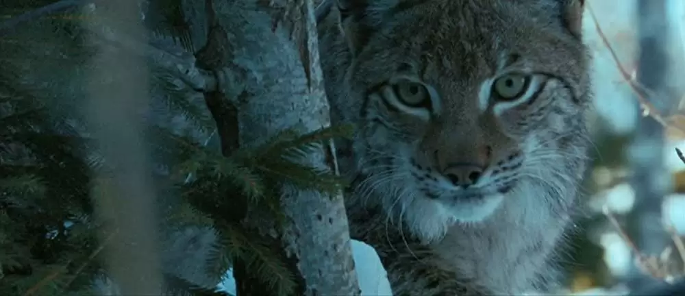 きつねと私の12か月の画像