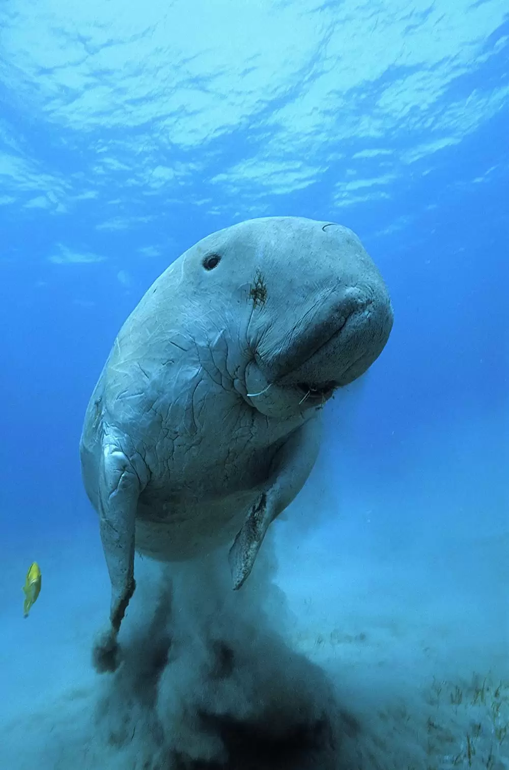 オーシャンズの画像