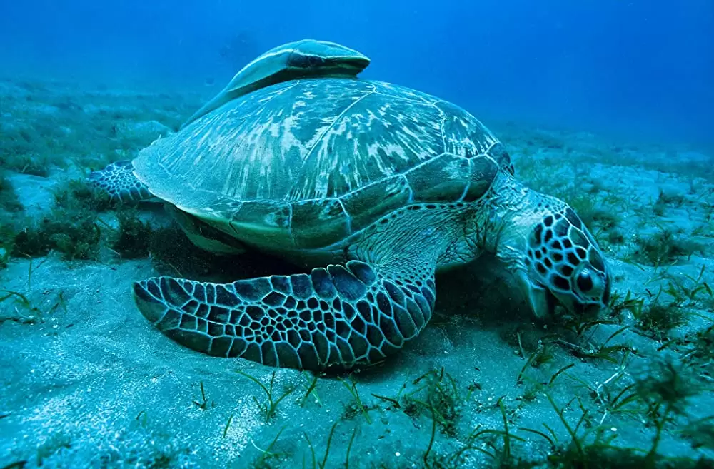 オーシャンズの画像