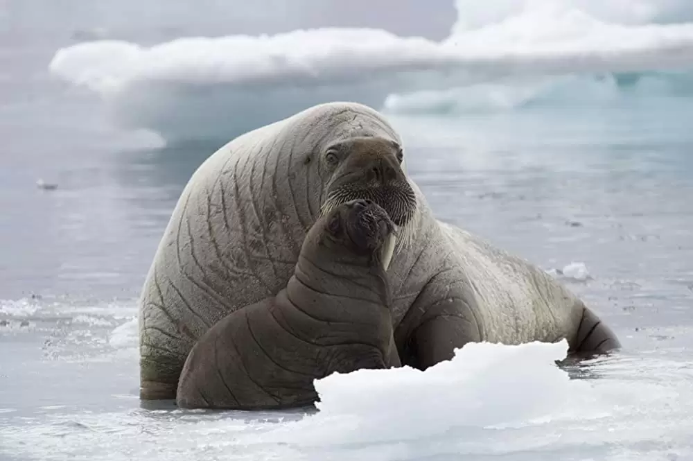 オーシャンズの画像