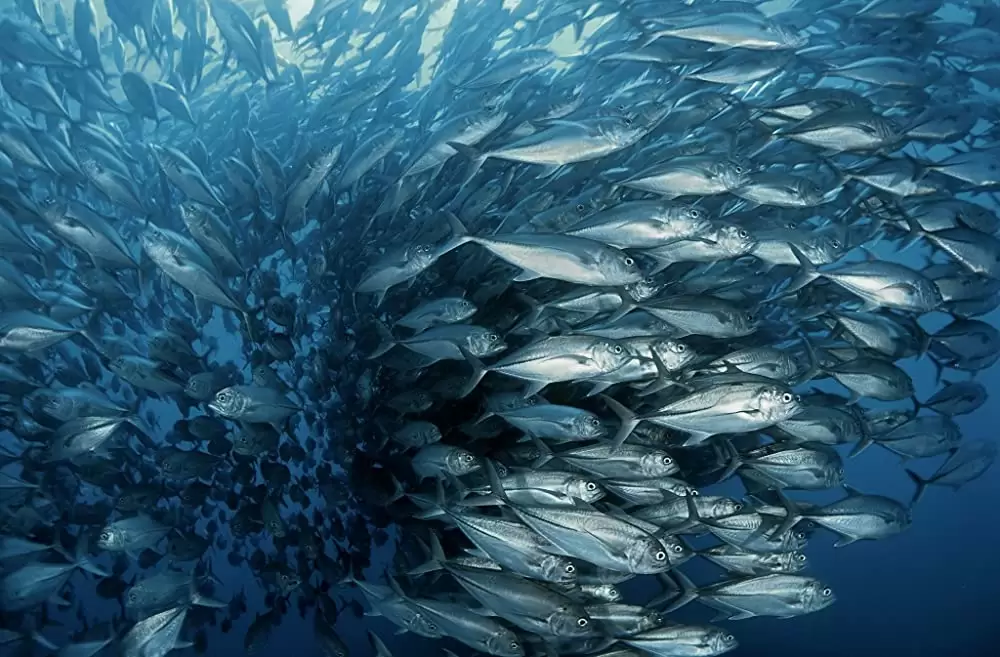 オーシャンズの画像