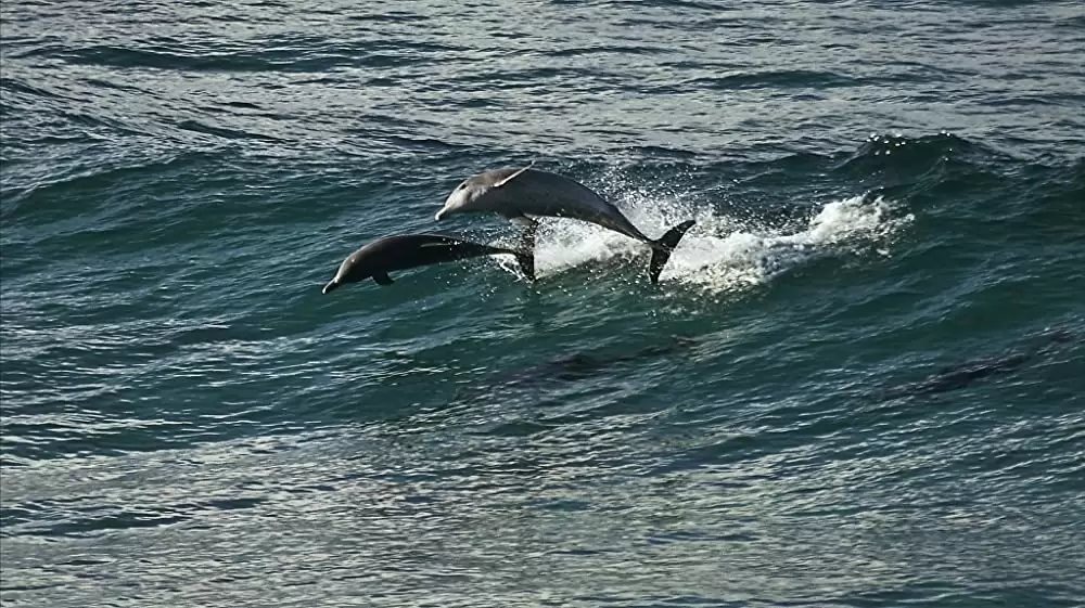 オーシャンズの画像