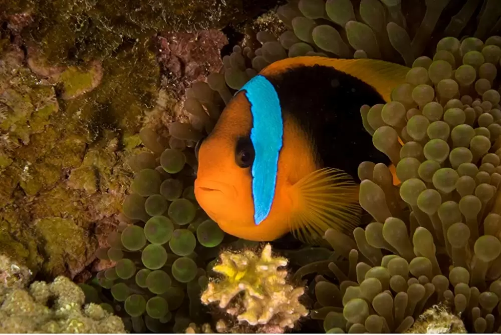 オーシャンズの画像