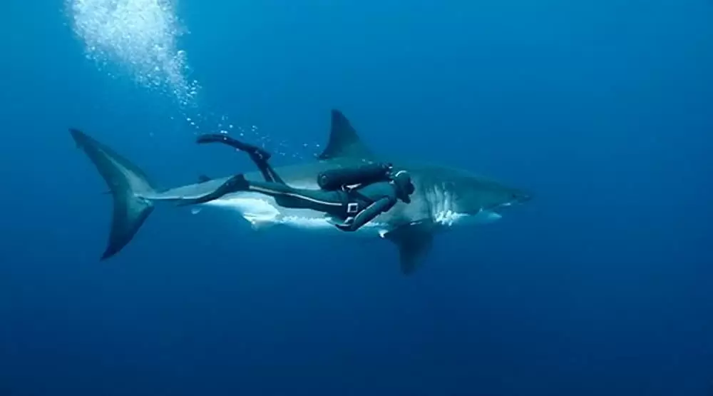 オーシャンズの画像