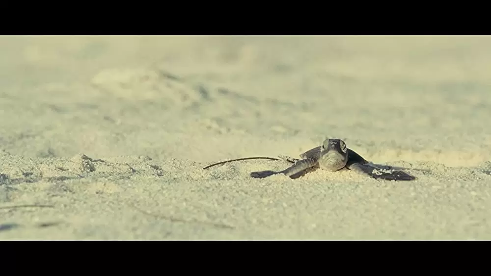 オーシャンズの画像