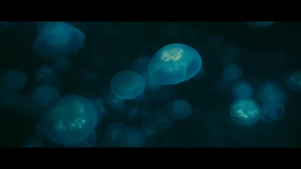 オーシャンズの画像