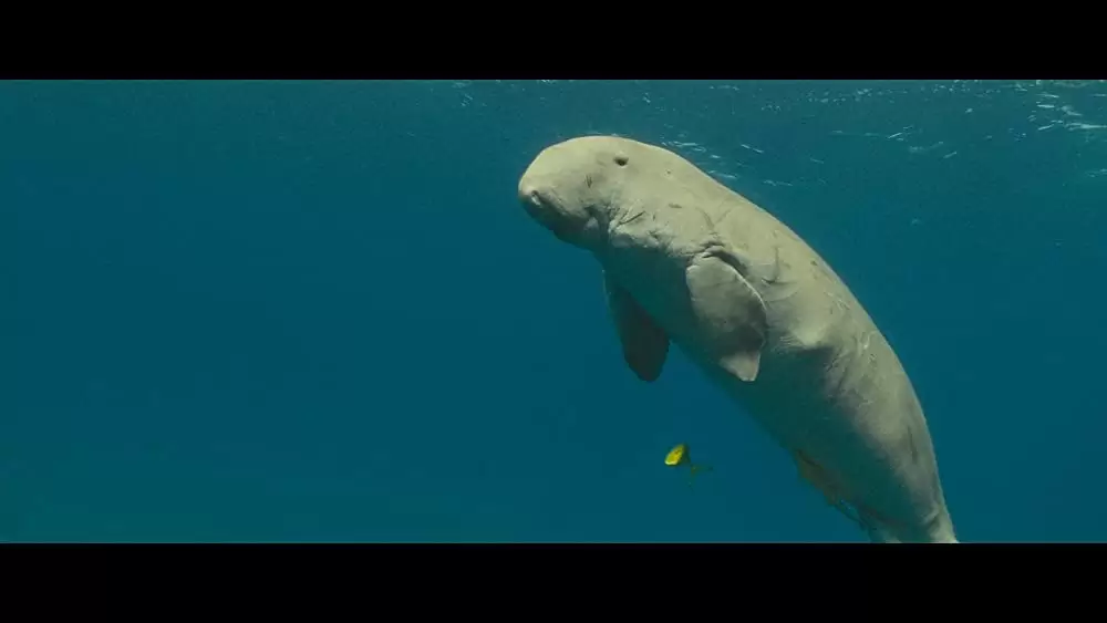 オーシャンズの画像