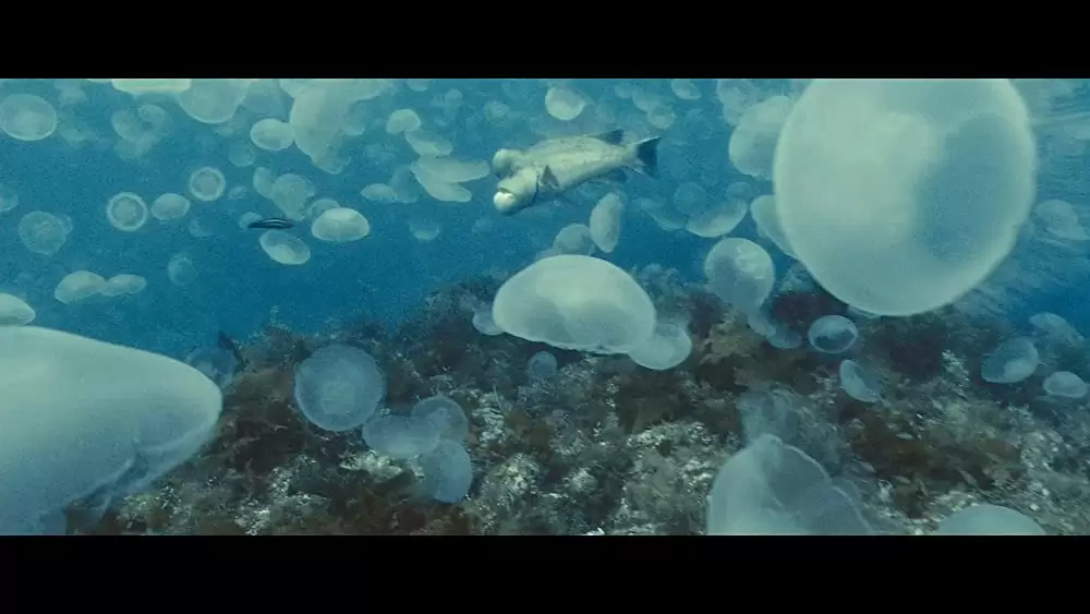 オーシャンズの画像