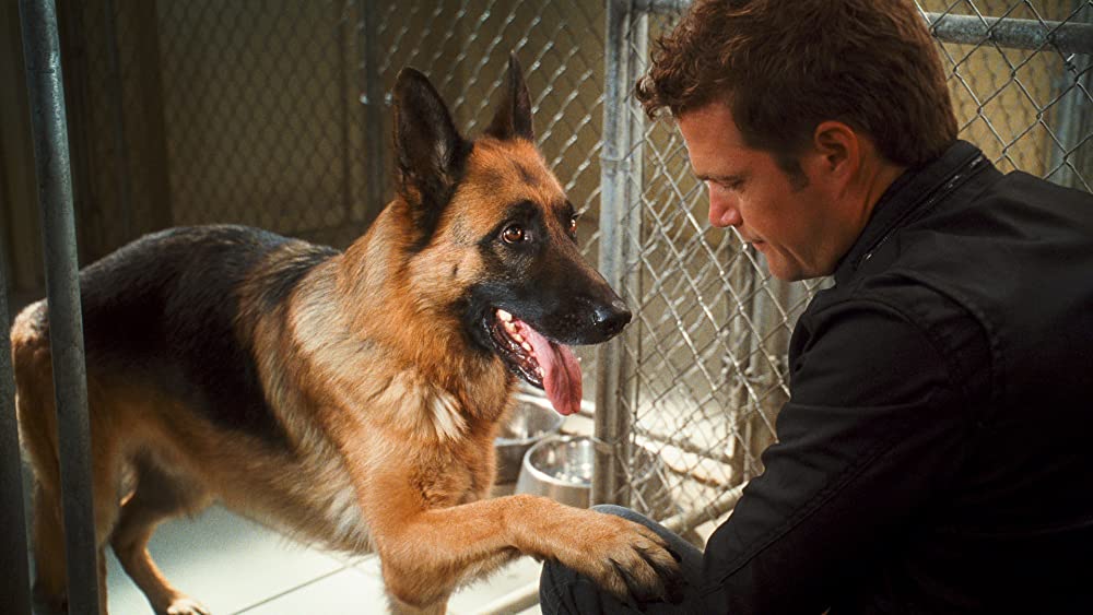 キャッツ&ドッグス 地球最大の肉球大戦争の画像