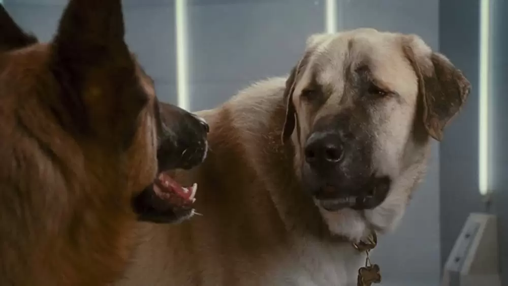 「キャッツ&ドッグス 地球最大の肉球大戦争」ニック・ノルティ & ジェームズ・マースデンの画像