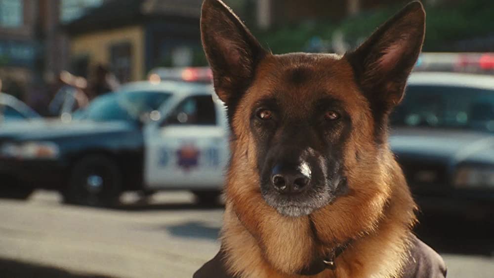 キャッツ&ドッグス 地球最大の肉球大戦争の画像