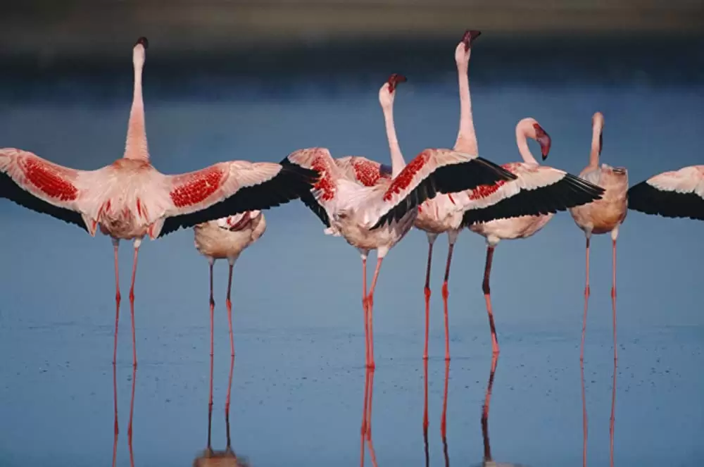 ディズニーネイチャー／フラミンゴに隠された地球の秘密の画像