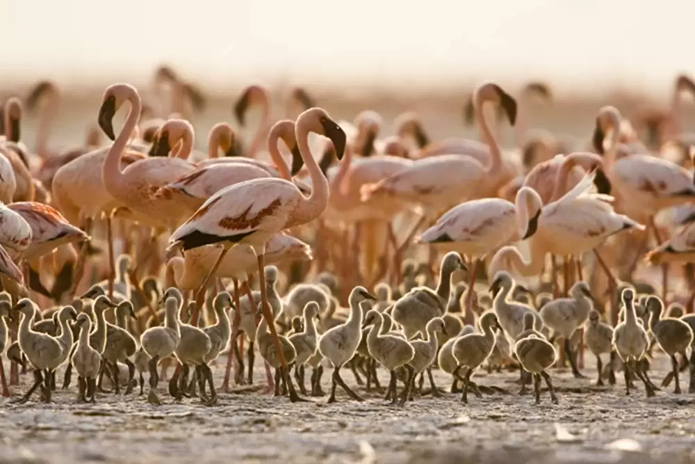 ディズニーネイチャー／フラミンゴに隠された地球の秘密の画像