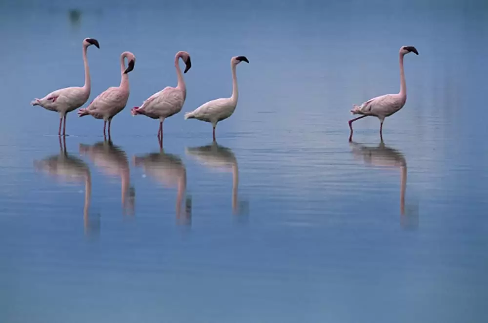 ディズニーネイチャー／フラミンゴに隠された地球の秘密の画像