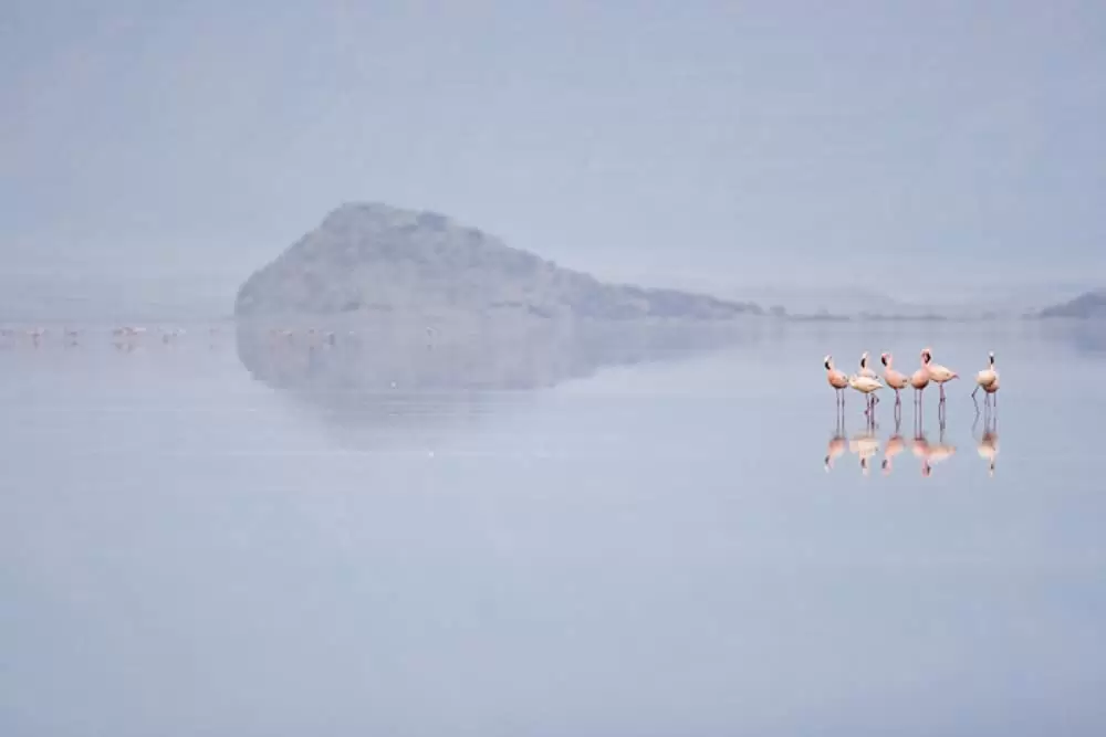 ディズニーネイチャー／フラミンゴに隠された地球の秘密の画像