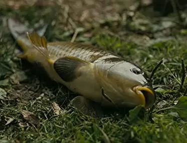 フィッシュタンク〜ミア、15歳の物語の画像