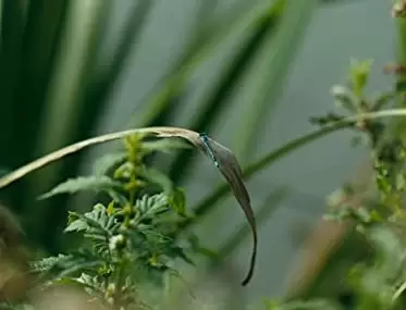 フィッシュタンク〜ミア、15歳の物語の画像