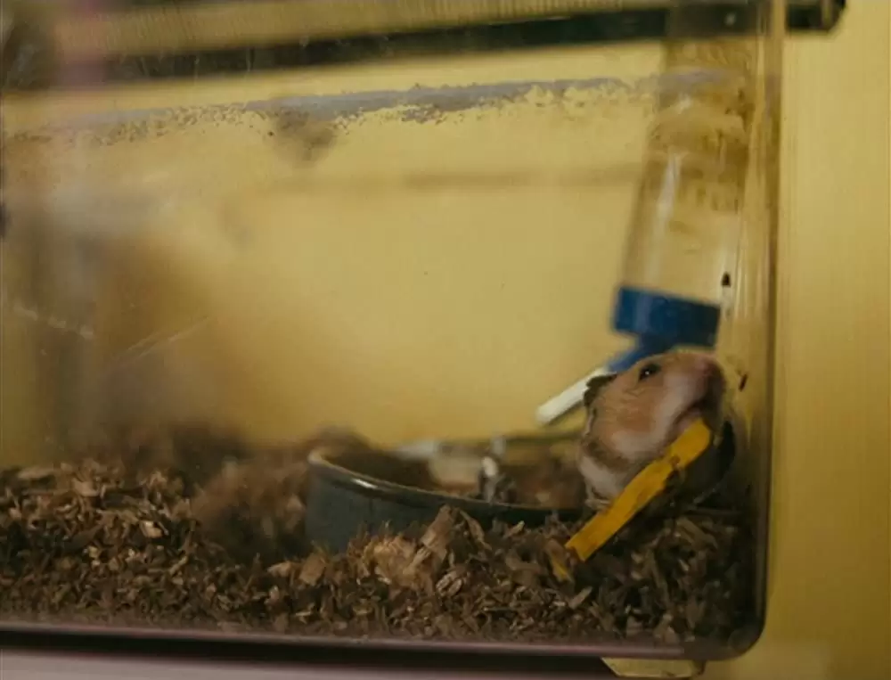 フィッシュタンク〜ミア、15歳の物語の画像