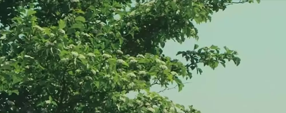 サンザシの樹の下での画像