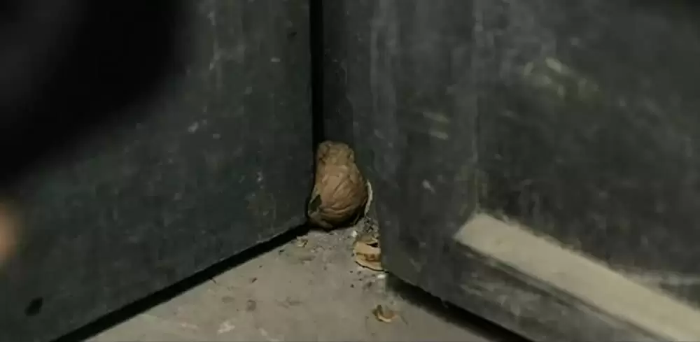 サンザシの樹の下での画像