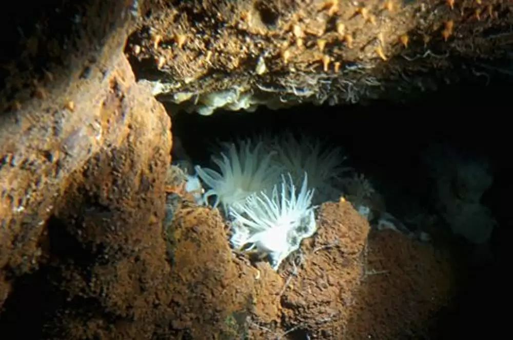 エイリアンズ・オブ・ザ・ディープの画像