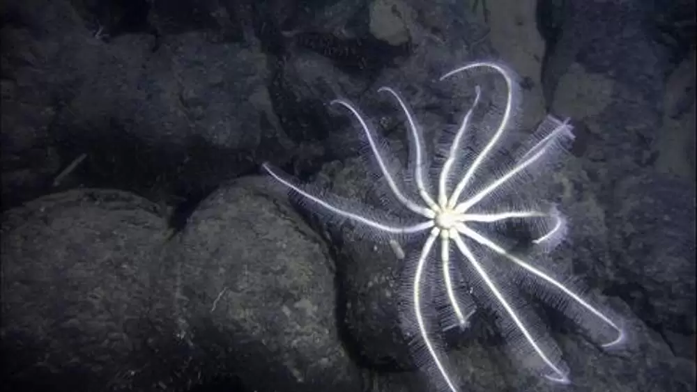 エイリアンズ・オブ・ザ・ディープの画像