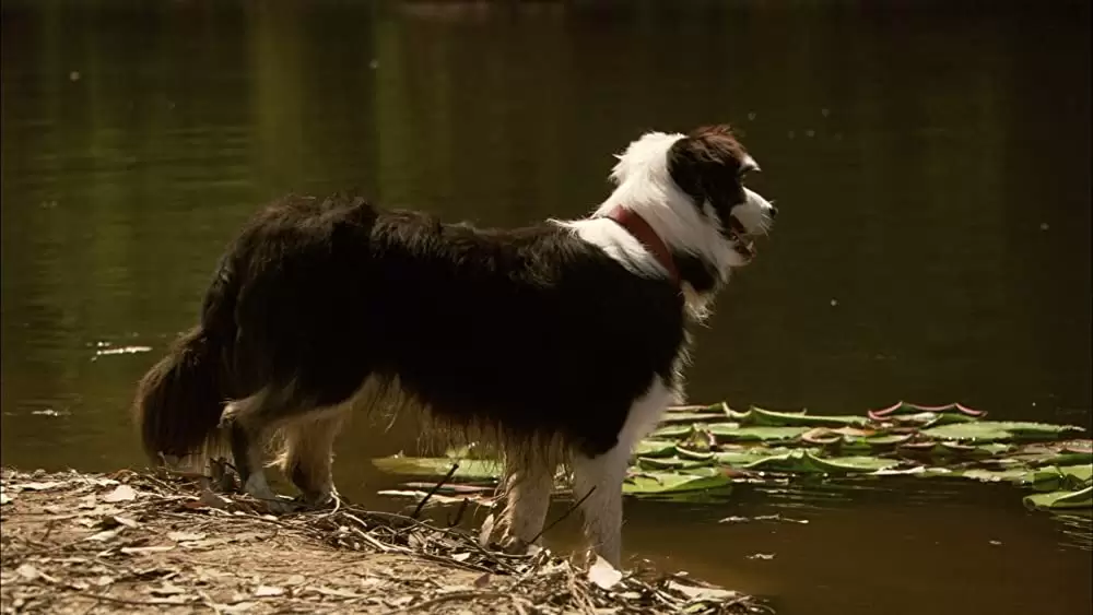 マンイーターの画像