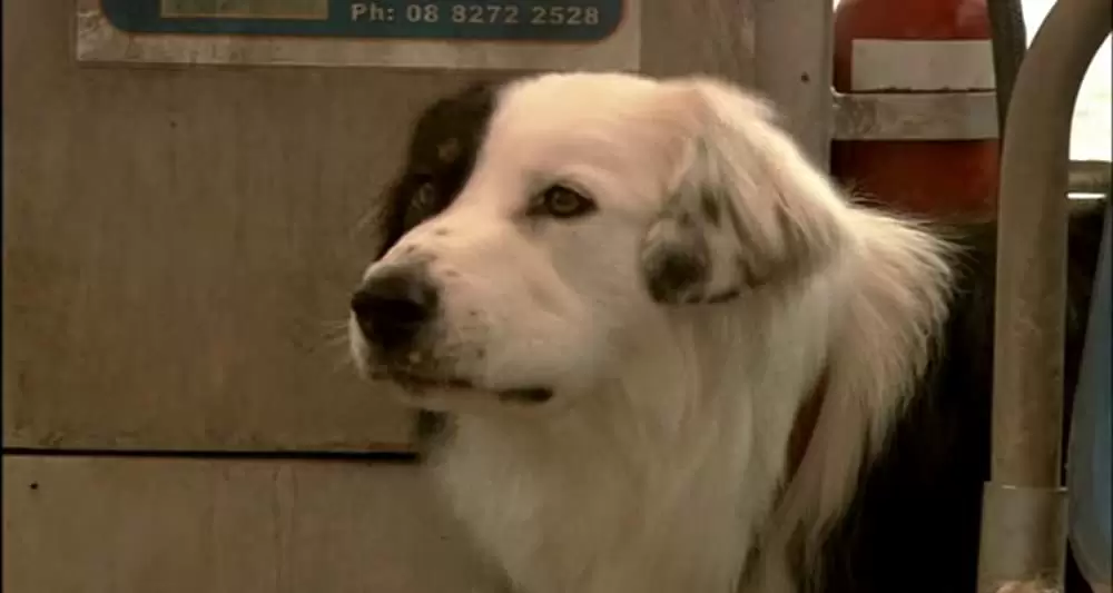 マンイーターの画像