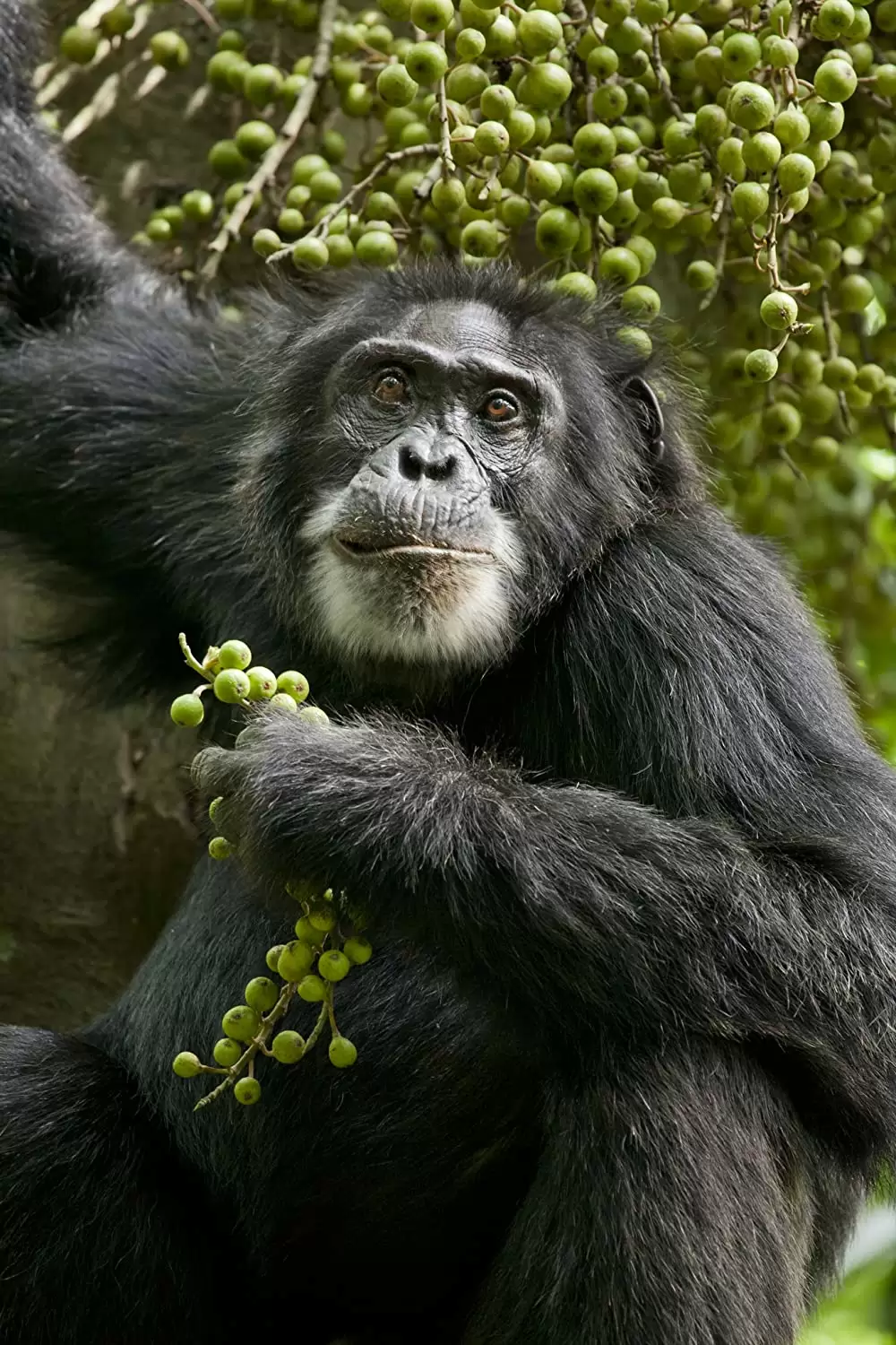 ディズニーネイチャー チンパンジー 愛すべき大家族の画像