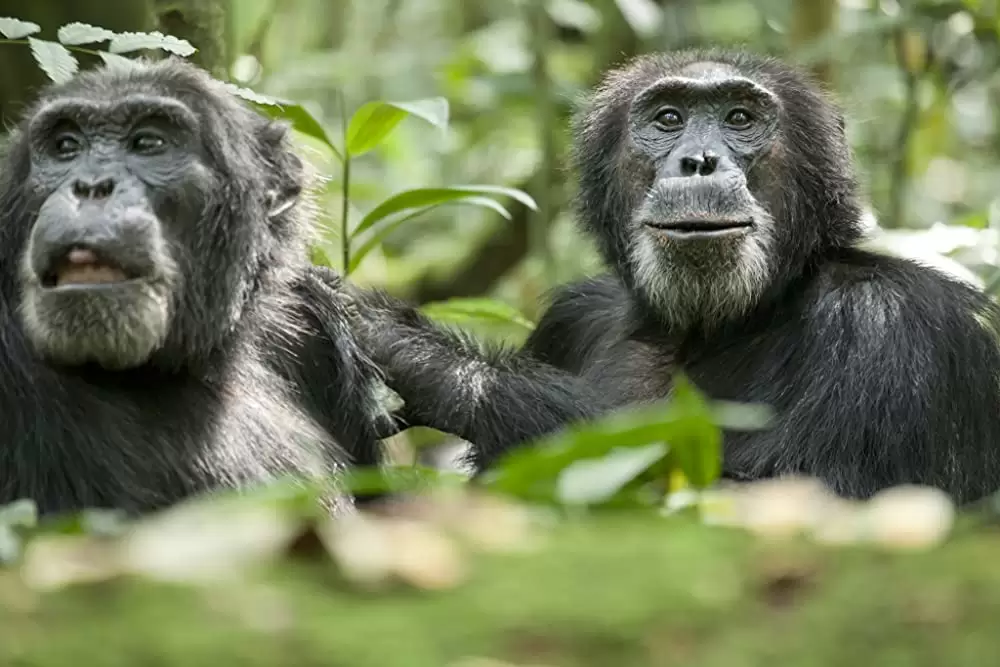 ディズニーネイチャー チンパンジー 愛すべき大家族の画像