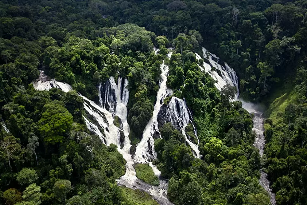 ディズニーネイチャー チンパンジー 愛すべき大家族の画像