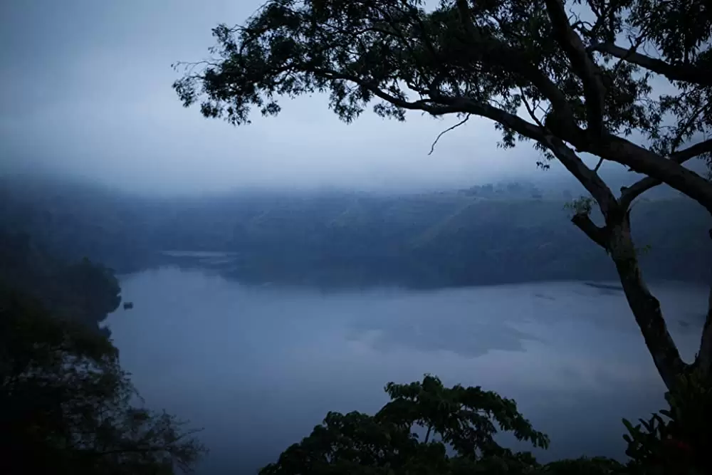 ディズニーネイチャー チンパンジー 愛すべき大家族の画像