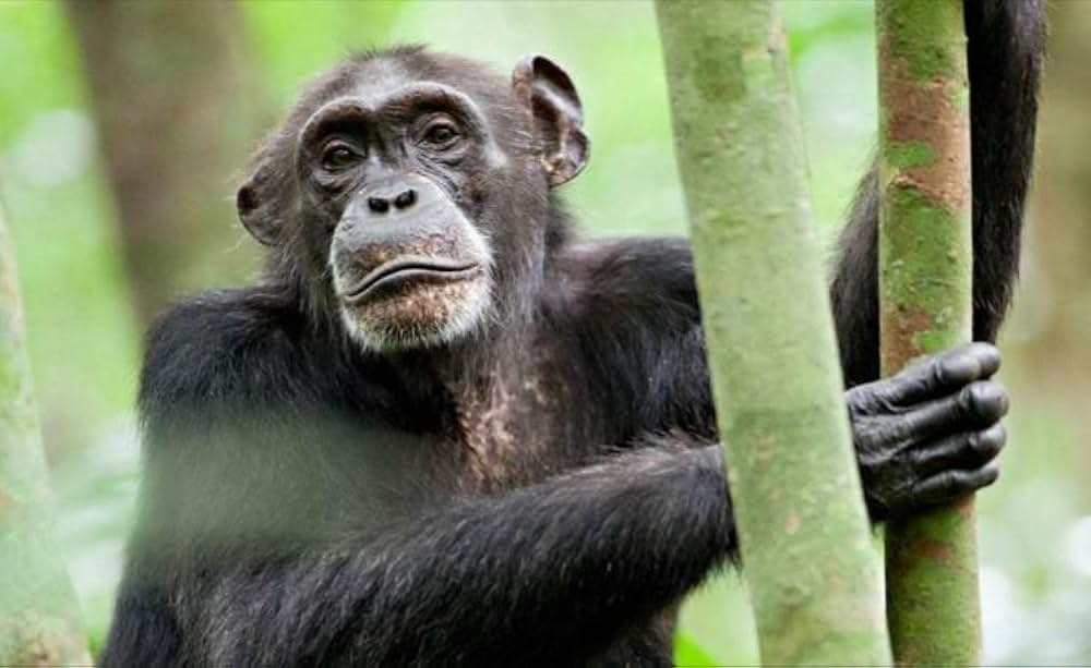 ディズニーネイチャー チンパンジー 愛すべき大家族の画像