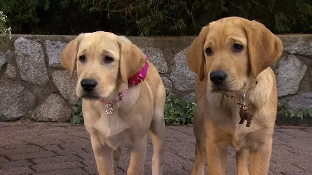 マーリー2 世界一おバカな犬のはじまりの物語の画像