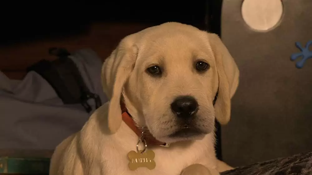 マーリー2 世界一おバカな犬のはじまりの物語の画像