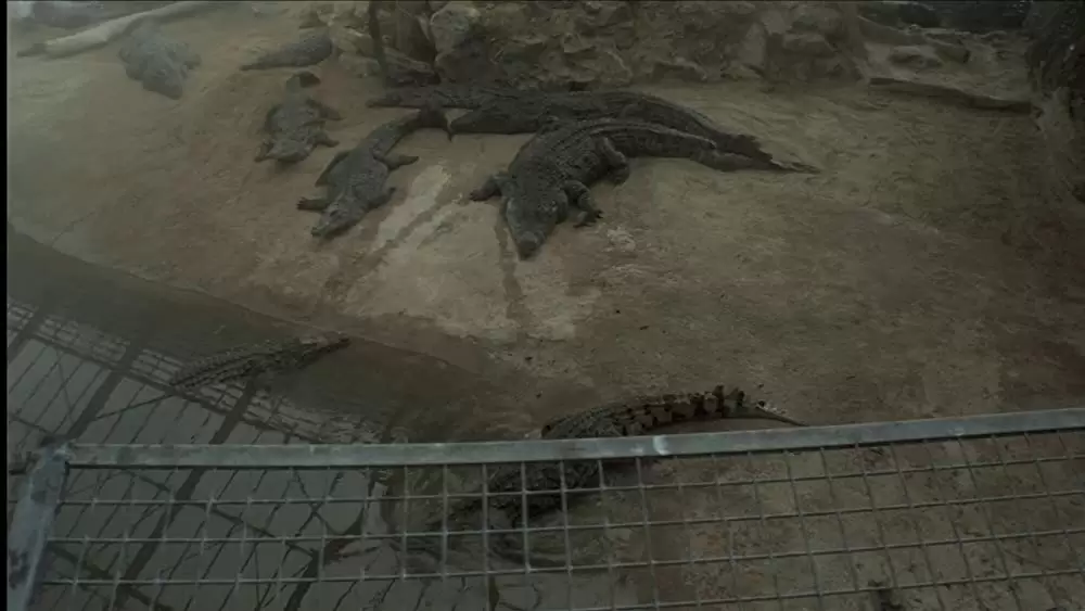 世界最古の洞窟壁画 35mm 忘れられた夢の記憶の画像