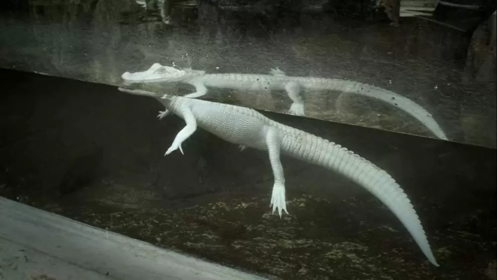 世界最古の洞窟壁画 35mm 忘れられた夢の記憶の画像