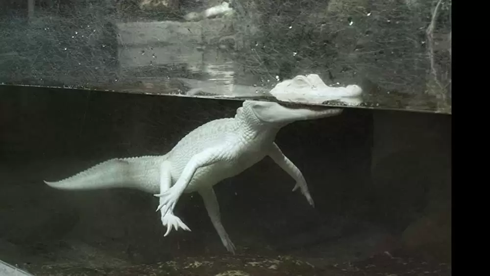 世界最古の洞窟壁画 35mm 忘れられた夢の記憶の画像