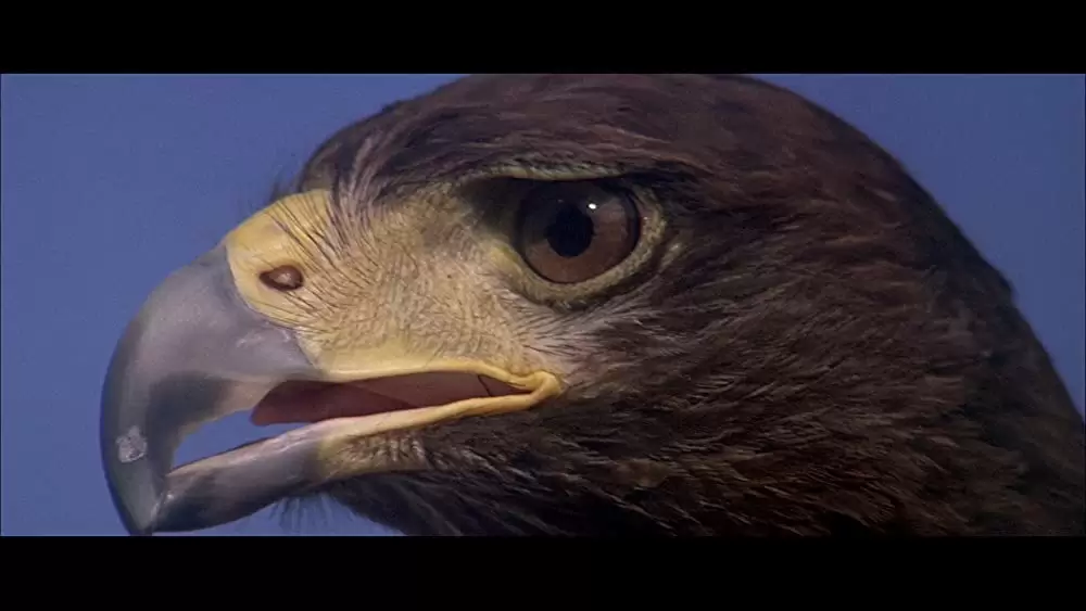 アニマル大戦争の画像