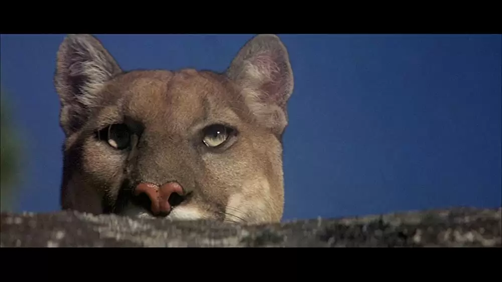 アニマル大戦争の画像