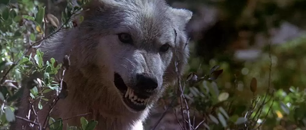 アニマル大戦争の画像