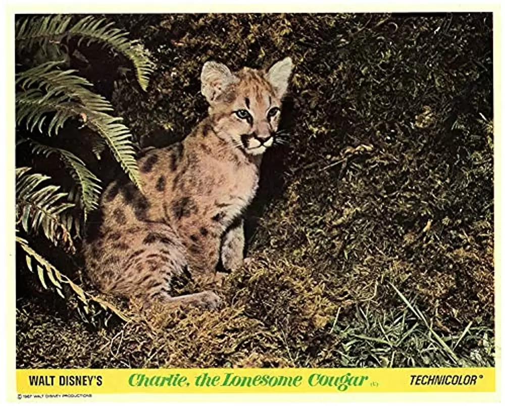 クーガー荒野に帰るの画像