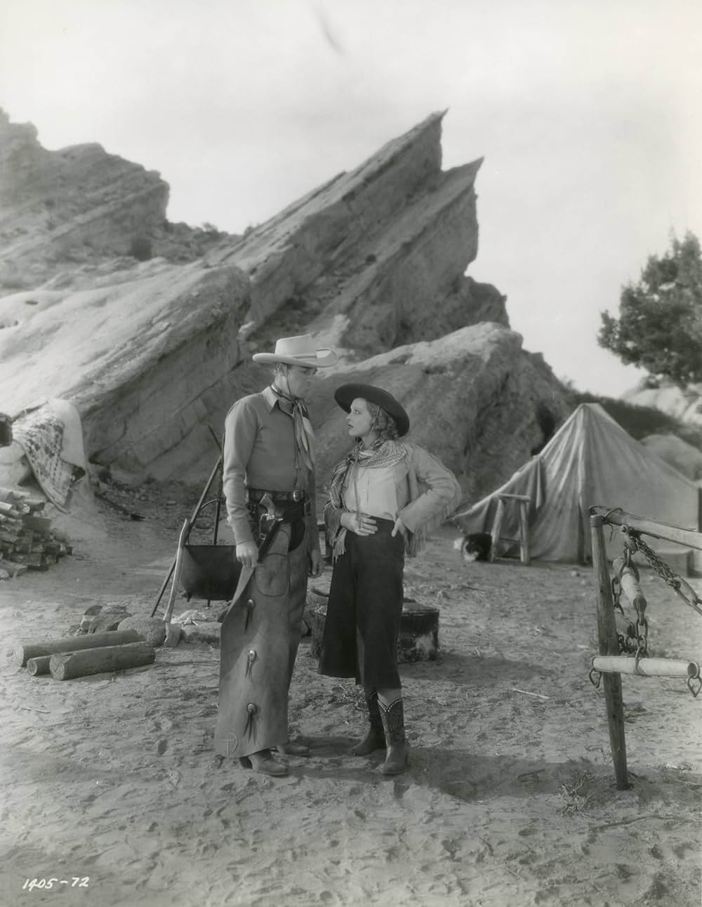 国境の狼群の写真