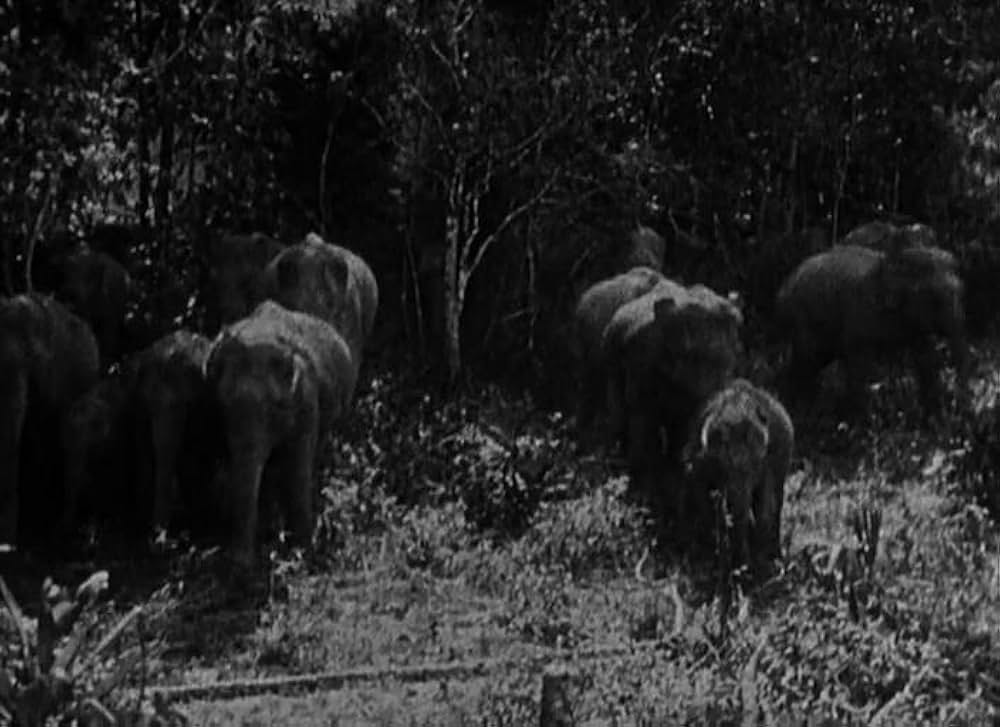 最後の駐屯兵の画像