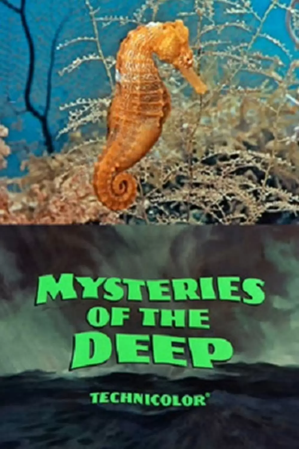 深海の謎の写真