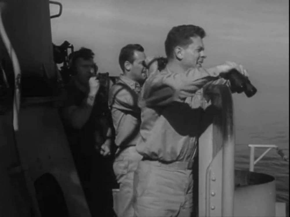 太平洋の虎鮫の画像